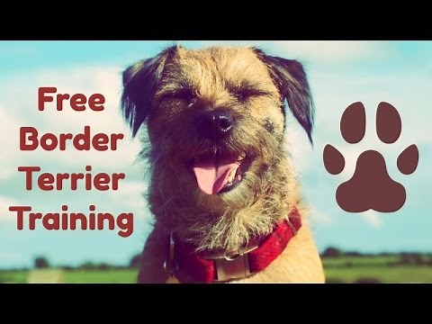 Border Terrier Training ** Free Training Course **