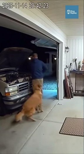 Golden Retriever Pulls Owner Away Seconds Before Garage Truck Explosion