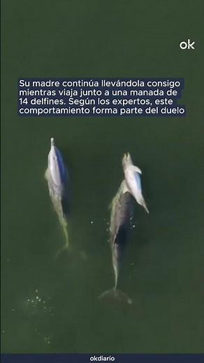 🥺 Un delfín permanece junto a su cría muerta durante seis días en aguas de Australia.