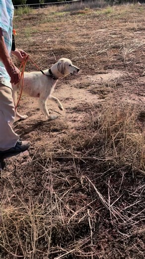 Dennis R Hammett on Instagram: "When a setter in a field trail “bumps” a bird and flushes it, it must stop. This called a “stop to flush”.Reacting aggressively such as chasing is a DQ from the competition. We don’t always train for this situation or we wait until a setter is finished-steady thru flush and shot. So, a few years ago I was reading a Facebook post and the comments on teaching the “whoa” command and one of the commentators said that he just used a flushing bird as the whoa command. A