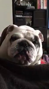 It's my Birthday and I want cake for breakfast. | The Bulldog Butler