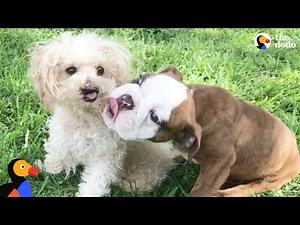 Woman Adopts All The Animals No One Else Will Take | The Dodo