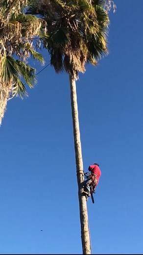 Cutting Palm tree #treeservice #palm #palmtreechallenge #treecutting #treecuttinggonewrong