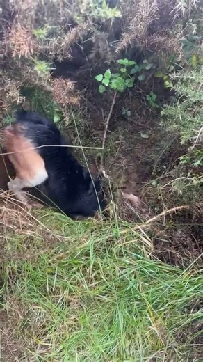 Beagle harrier and beagle bitch marking 🦊🦊📯 | Border Beagles