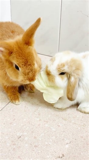 Bunny TUG-OF-WAR! 🥬🐰 Who Wins This ASMR Battle #funnypets #asmr #shorts #rabbiteating