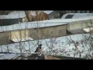 wooow wooow Sledding crow video