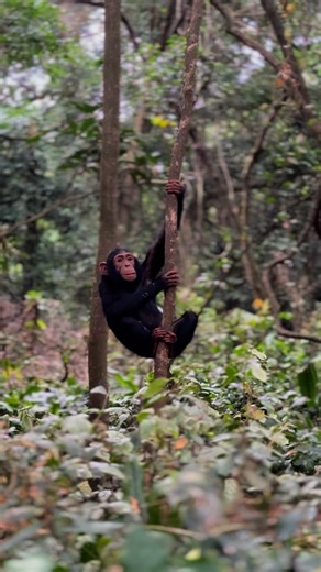 10K views · 287 reactions | Meet Themba at Ngamba Island Chimpanzee Sanctuary! Over time, he has grown more confident and is gradually becoming independent. We’re deeply grateful for your continued support in making this possible. To learn more, please contact us at info@ngambaisland.org | Ngamba Island Chimpanzee Sanctuary | Facebook