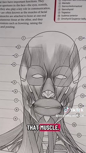 Quick overview of the muscles of the face location and function. #anatomyandphysiology #learnontiktok #facial #muscle #coloring