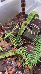 2.8M views · 10K reactions | King cobra feeding bloopers… too funny I had to share  my boy really wanted to whoop ass with Tiny Tim and the lizard was just all for it. #kingcobra #trending #viral | Chrisweeet | Facebook