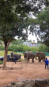 What’s more exciting than a delivery of fresh new dirt? Nothing, if you’re an elephant! 🤎 Sound up for joyful elephant squeals! 🎺 | Samui Elephant Haven