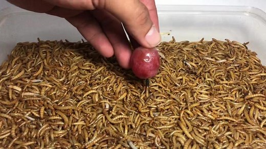 10000 Meal Worms vs Grape #worms #wormsdaily #mealworms
