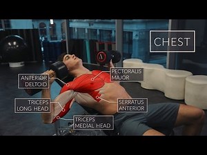 Exercise Anatomy: Chest Workout | Pietro Boselli