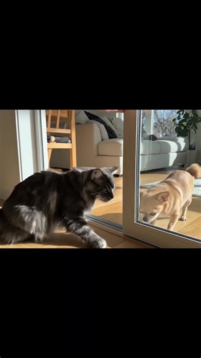 Small dogs are scary… | Ginger Cat Chat