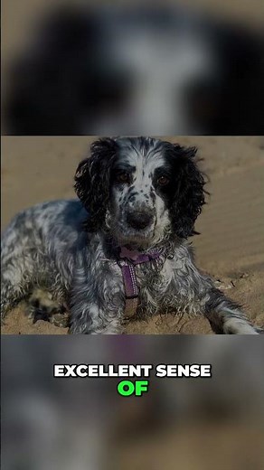 This Crossbreed Hunts Like a Pro - Meet the Sprocker Spaniel!