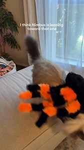 62K views | All the Halloween goodies your pet needs for the best spooky season ever!  Shop Halloween at PetSmart | PetSmart | Facebook