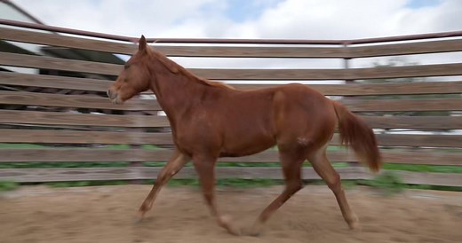 A beautiful Yearling filly heading to the 2024 AQHA Best of the Remuda Sale, next weekend. A daughter of our 2021 Versatility World Champion, Coronel Del Rancho, she comes with athleticism, trainability, and a proven bloodline as a solid broodmare prospect. Whether as an all-around working ranch horse, or in the performance pen, this filly has a promising future ahead. CORONEL PLUMA VERDAD (Coronel Del Rancho x Peppys Pluma Verdad x Cats Red Feather) 2023 Sorrel Mare LOT 130 January 13th, 12pm @