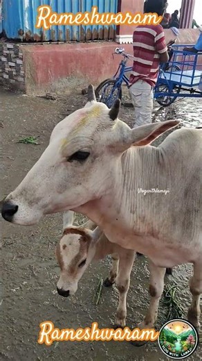 Explore Sacred Rameshwaram the holy island and a major pilgrimage #ram #ramanathaswamytemple #god