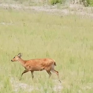 Ariel Tweto on Reels