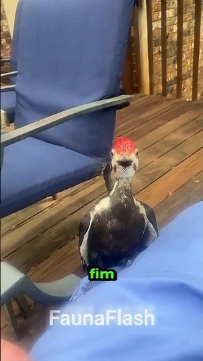 See the POWER of a WOODPECKER'S peck! #animal #creature #curiosity