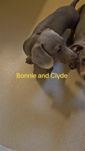 Bonnie and Clyde Dachshunds: Bath Time Adventures