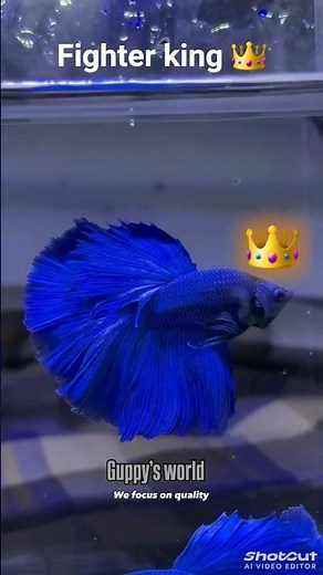 fighter fish king👑