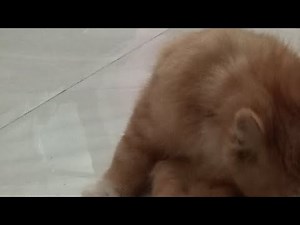 Enjoy Picku's Daily Lifestyle 😻😻🖐️