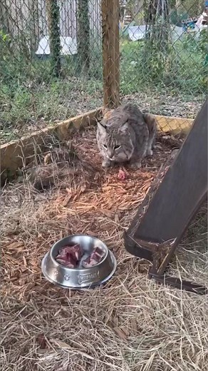 Dinner for a Bobcat #bobcat #eating #animalrescue #cats | The CARE Foundation