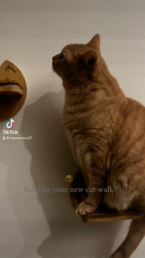 Coco new DYI cat walk. #CatCafeLove #meowcoco #CatHygiene #catsforyou #NewHomeJourney | Meow Coco
