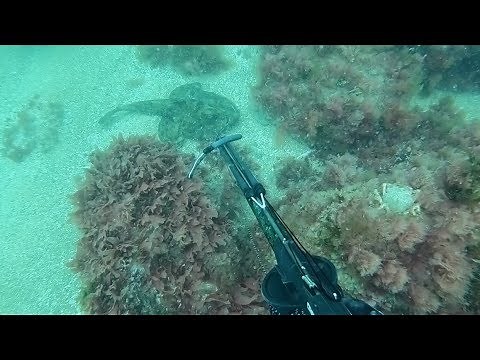 Monkfish - Catch and Cook - Spearfishing UK