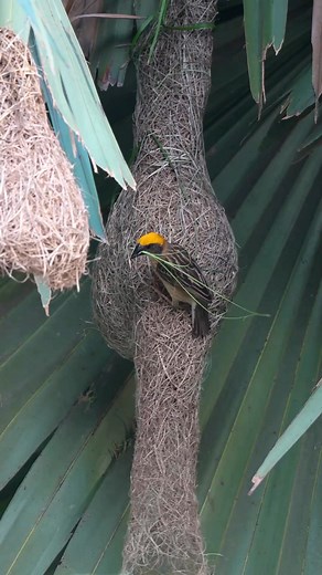 3M views · 10K reactions | Tailor of the Wild: Precision Nest Crafting! 淋 #weavers #nest #nestbuilding #naturelovers #nature | Go Green Forlife | Facebook