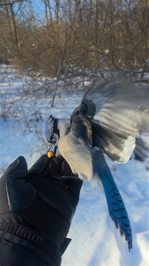 Sudden Blue Jay Attack in Slow Motion and 4K