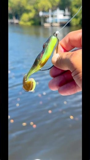 Here's how to rig the swamp toad for an impressive catch. #fishing #pescaria