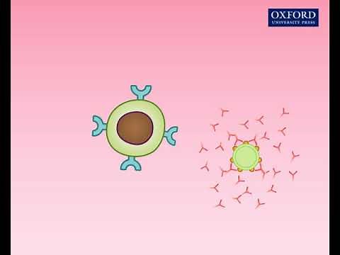 Animation 24.2 Production of antibodies