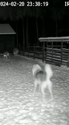 🐕‍🦺 Guardian vs. Wolf Pack! 🐺❄️🛡️