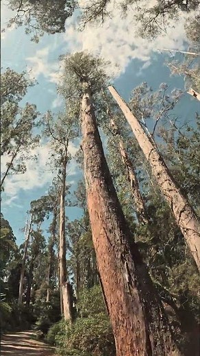 Record 117+ Meter Tallest flowering Tree Eucalyptus found here after Storms SMASHED Dandenongs?