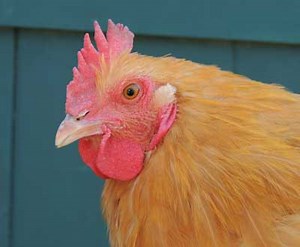 Starting a Backyard Flock: Community Education Presentation and Practicum Series