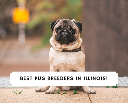 4 Best Pug Breeders in Illinois! - We Love Doodles