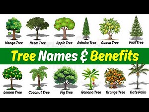 Tree Names in English with Pictures & Benefits | Different Types of Trees for Kids