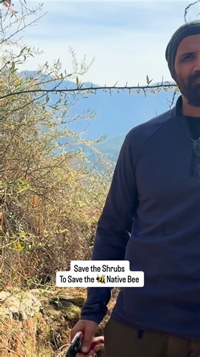 MeenaBagh Farms on Instagram: "Apis cerana , our native bee’s, survival is dependant on our native shrubs we destroy. Their colonies are at their lowest honey reserves in late winter. Early flowering native shrubs provide critical pollen that allows brood rearing to restart safely. These shrubs bridge the late-winter ‘hungry gap’, ensuring colonies build strength and survive long enough for the peach, apple, cherry, apricot , peach flowering season. #apiscerana #nativebee #bee #nativeshrubs #him