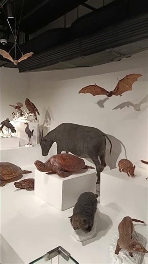 Mammal species endemic to the Philippines at National Museum