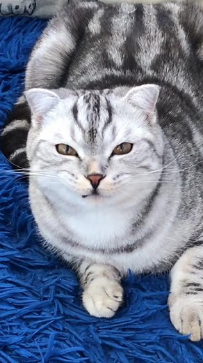 Грустный кот - голодный кот 😾#домашний_питомец