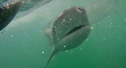 19 reactions | Here is the 'Seven Gill Cow Shark' that we saw on...