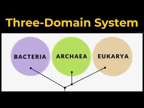 The Three Domain System: Archaea, Bacteria, & Eukarya Explained