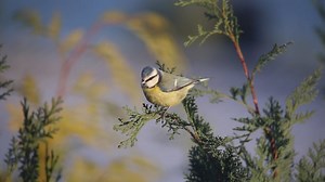 Bird, Fly, The Nature Of The. Free Stock Video