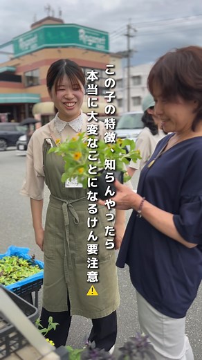 夏に楽しむかわいいお花 - メランポジウムの育て方と楽しみ方