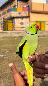 6.5K views · 286 reactions | Green male train video | Fantastic parrot | Facebook
