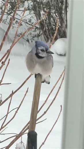 It’s a snowstorm! #bluejaybird #bluejay #winterbirds #birds #birdwatching #birdwatchingadventure