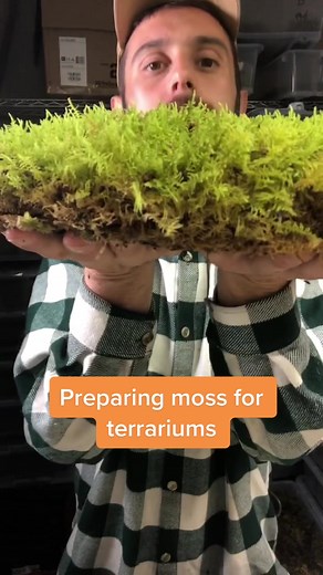 Are you finding it hard to make space for fern moss in your tiny ecosystems? Try thinning your moss out by gently pulling away the natural substrate from beneath. You can also blend this substrate up and mix it with pumice atone and use it in your next terrarium! #moss #fyp #terrarium
