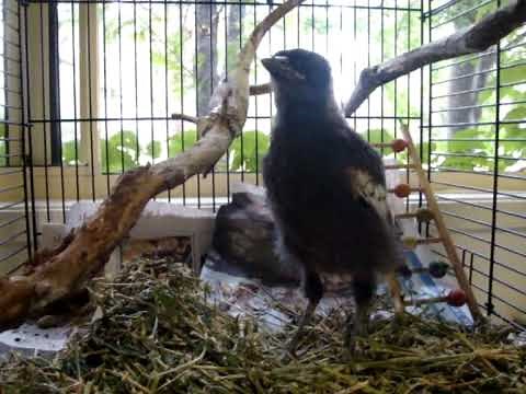 Raising a fledgling magpie