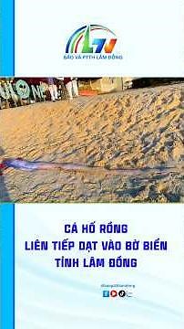 Cá hố rồng liên tiếp dạt vào bờ biển tỉnh Lâm Đồng